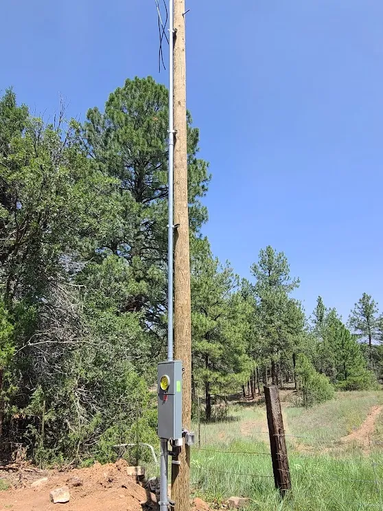 Service pole among ponderosa pines